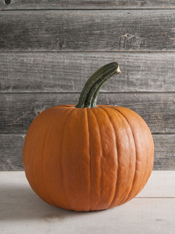 Pumpa 'Jack O'Lantern', Ekologisk - Nyhet!