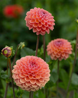 Baroque Flower Collection – designad blomsterrabatt