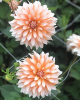 Garden Artist Collection – designad dahliarabatt