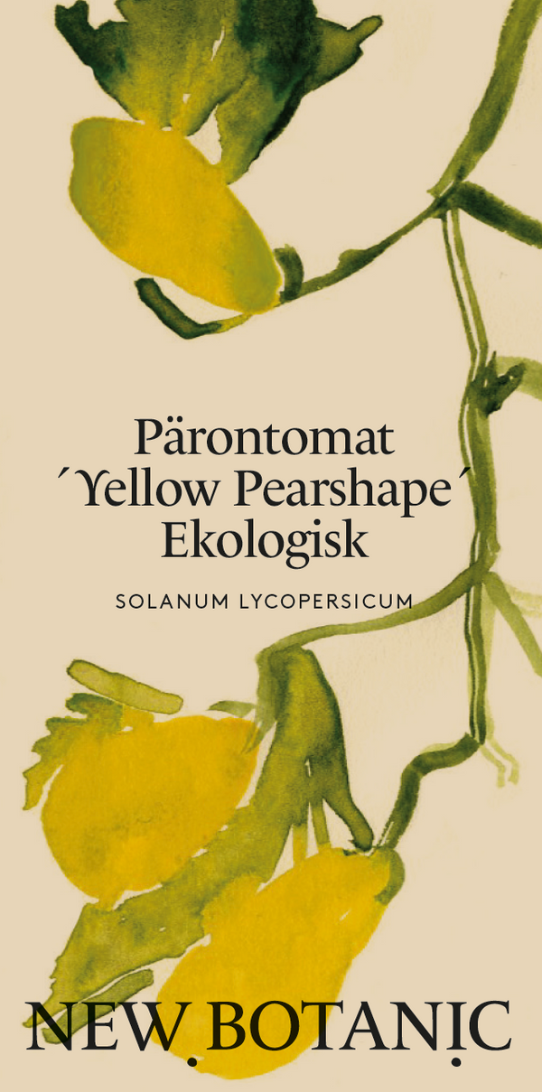 Pärontomat ´Yellow Pearshaped´ Ekologisk - Nyhet!