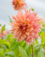 Silk & Velvet Collection – designad dahliarabatt