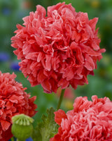 Pionvallmo 'Salmon Peony' - Nyhet!