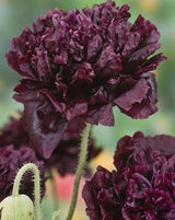 Pionvallmo 'Black Peony' - Nyhet!