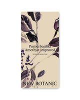 Purpurbasilika 'Amethyst improved' - inomhusodling