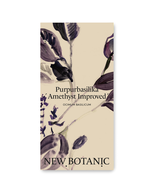 Purpurbasilika 'Amethyst improved' - inomhusodling