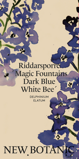 Riddarsporre 'Magic Fountains Dark Blue White Bee' - Nyhet!