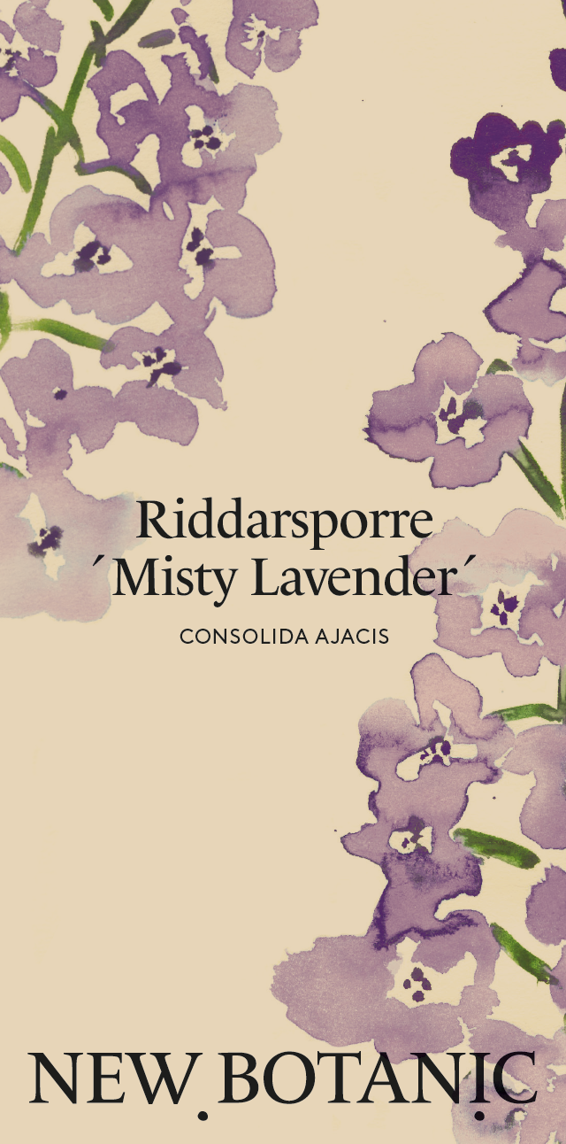 Riddarsporre 'Misty Lavender' - Nyhet!
