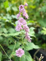 Riddarsporre 'Misty Lavender' - Nyhet!