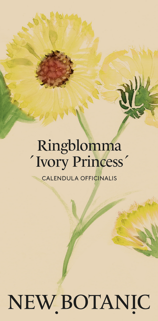 Ringblomma 'Ivory Princess' - Nyhet!
