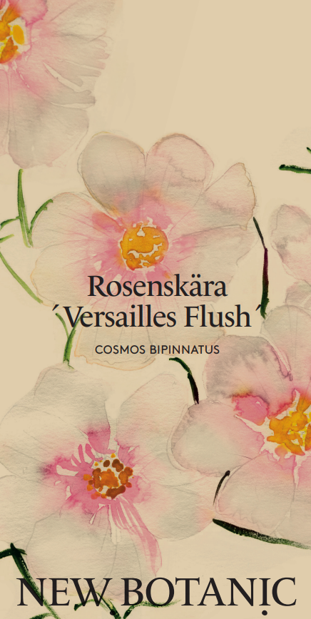 Rosenskära 'Versailles Flush' - Nyhet!