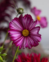 Baroque Flower Collection – designad blomsterrabatt