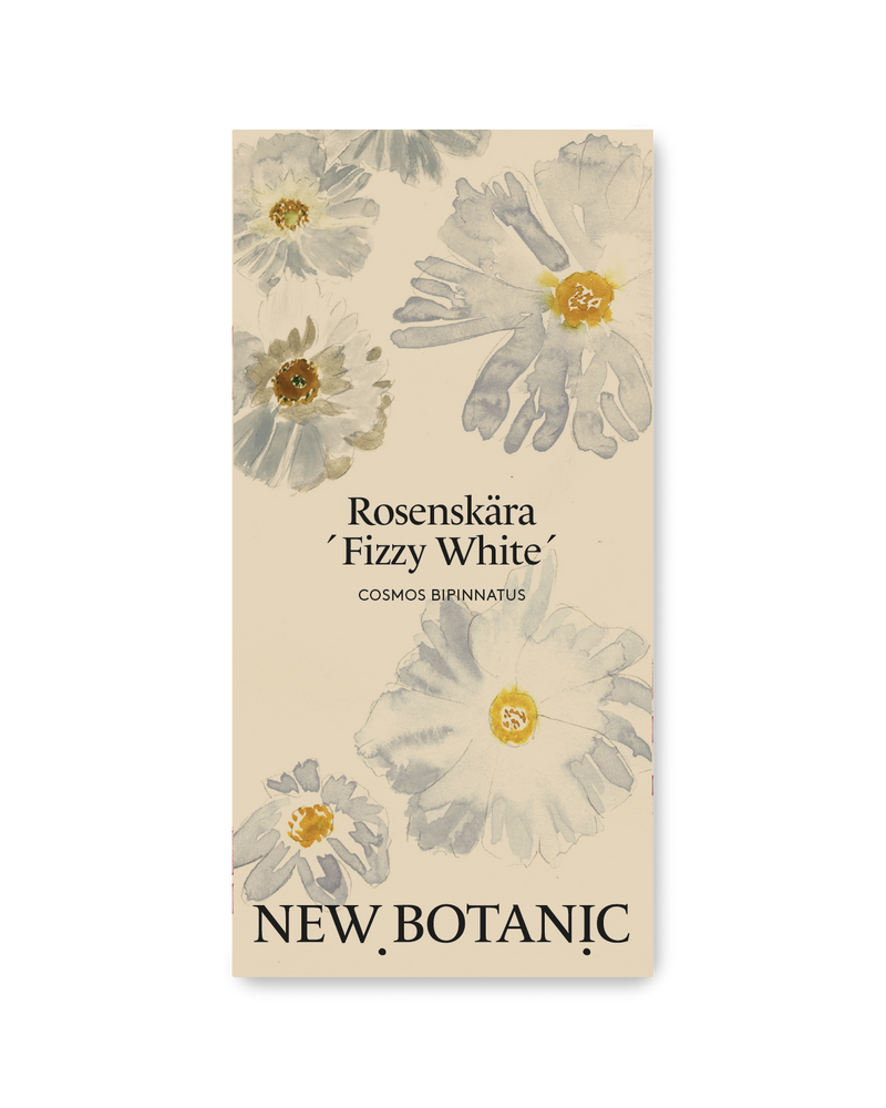Rosenskära ´Fizzy White´