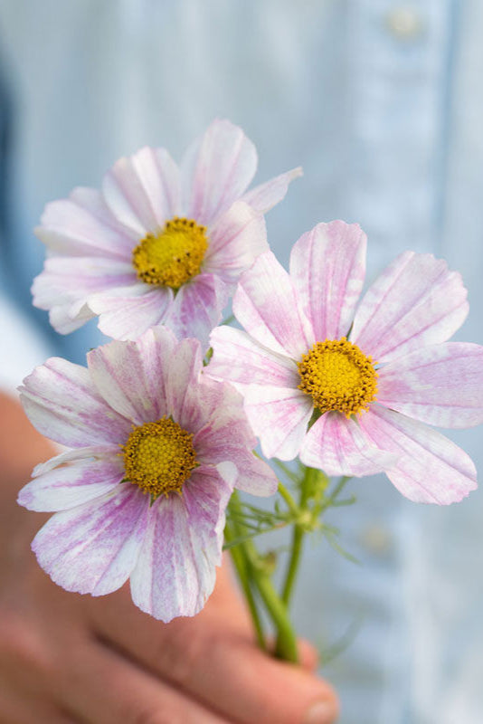 Rosenskära 'Versailles Flush' - Nyhet!