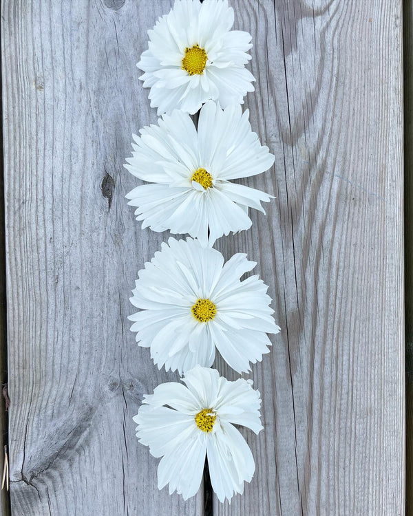Rosenskära ´Fizzy White´