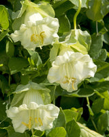 Klockranka 'Alba' - Nyhet!