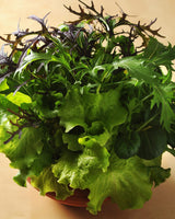 Sallad 'Gourmet Global Mixed' - Nyhet!