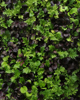 Sallad 'Gourmet Global Mixed' - Nyhet!