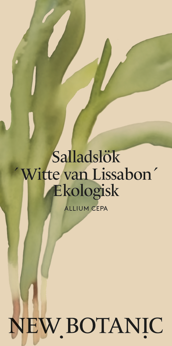 Salladslök 'Witte van Lissabon', Ekologisk - Nyhet!