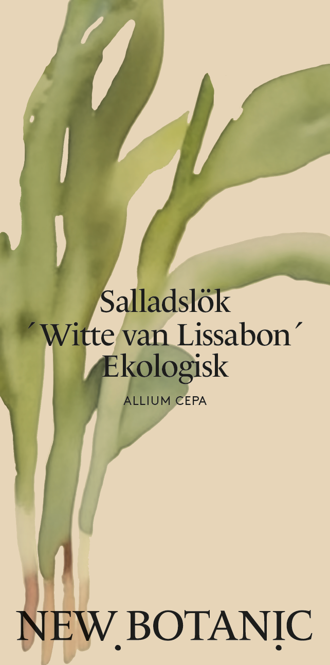 Salladslök 'Witte van Lissabon', Ekologisk - Nyhet!