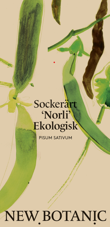 Sockerärt 'Norli' Ekologisk - Nyhet!