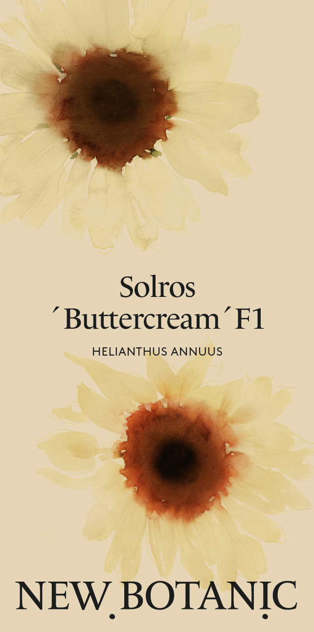 Solros 'Buttercream' F1 - Nyhet!