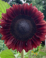 Solros 'Procut Red' F1 - Nyhet!