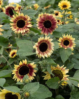 Solros ' Summer Lovin' - Nyhet!