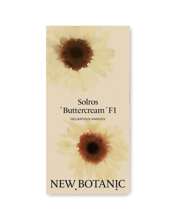 Solros 'Buttercream' F1