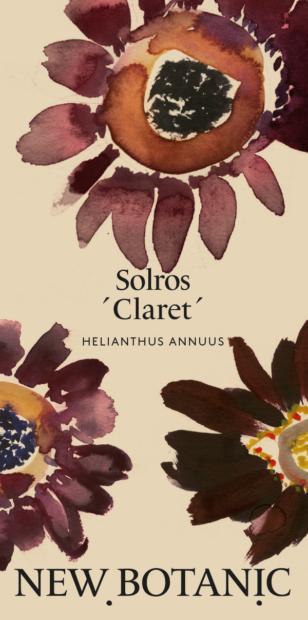 Solros 'Claret'