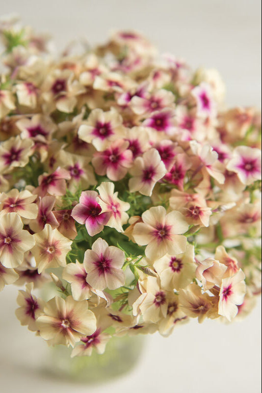 Sommarflox 'Cherry Caramel' - Nyhet!