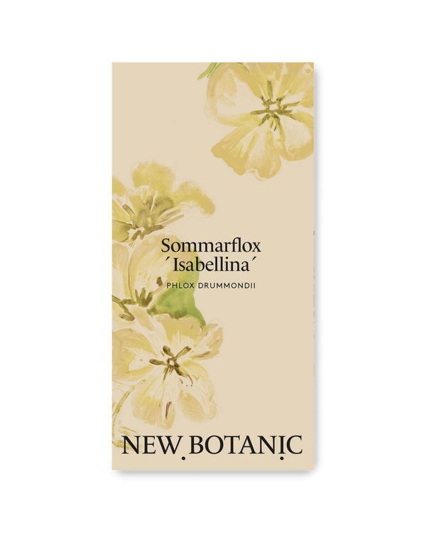 Sommarflox ´Isabellina´