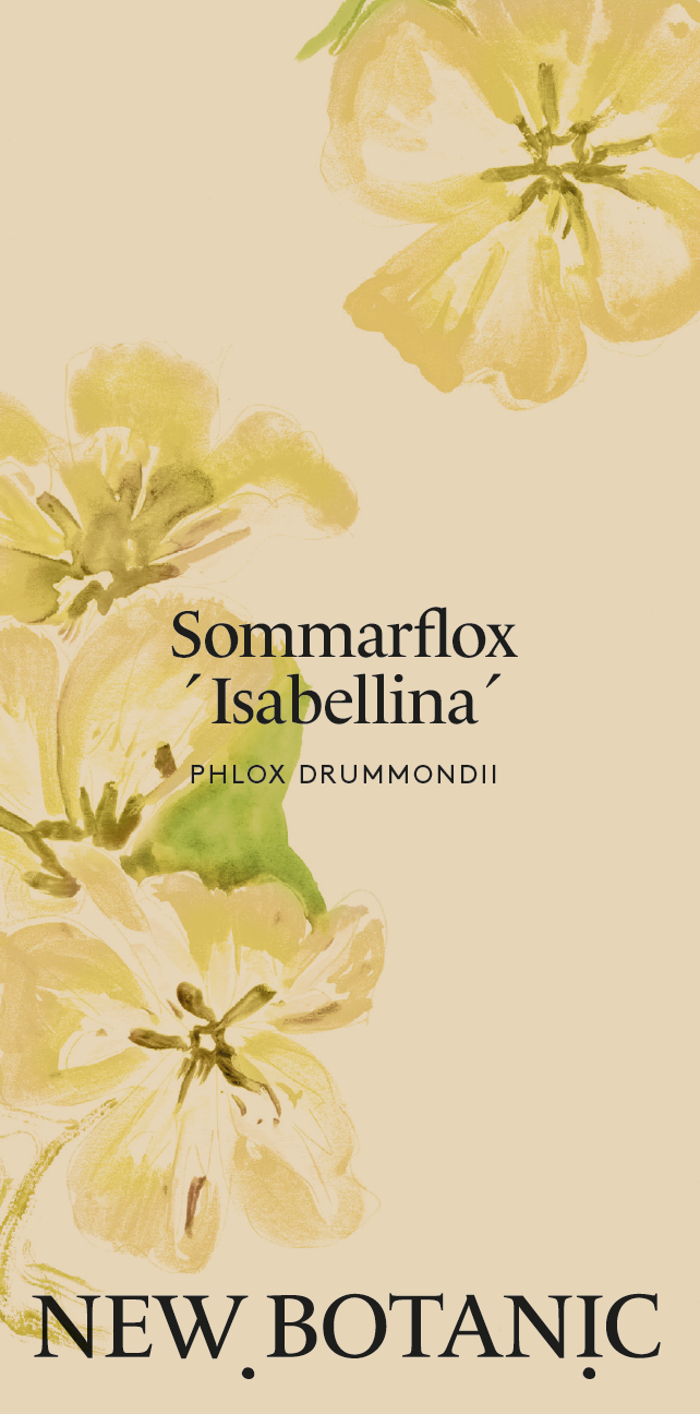 Sommarflox ´Isabellina´