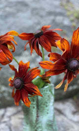 Sommarrudbeckia 'Cappuccino' - Nyhet!