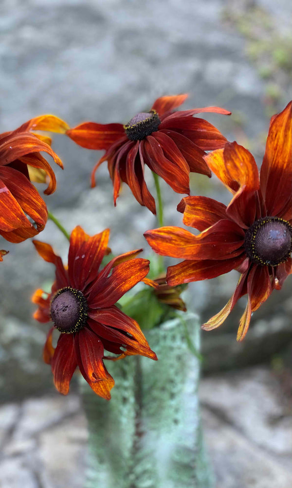 Sommarrudbeckia 'Cappuccino' - Nyhet!