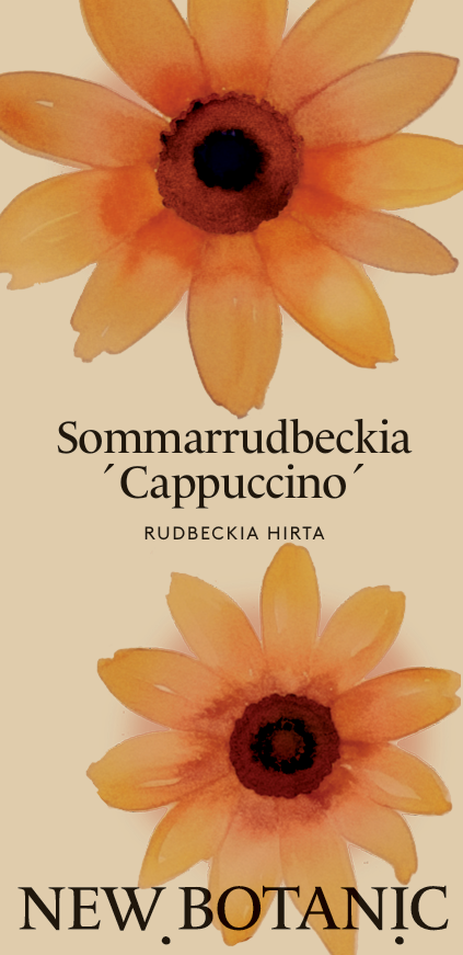 Sommarrudbeckia 'Cappuccino' - Nyhet!