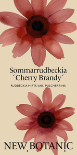 Sommarrudbeckia 'Cherry Brandy' - Nyhet!