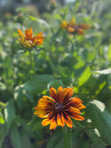 Sommarrudbeckia 'Cappuccino' - Nyhet!