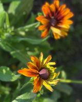 Sommarrudbeckia 'Cappuccino' - Nyhet!