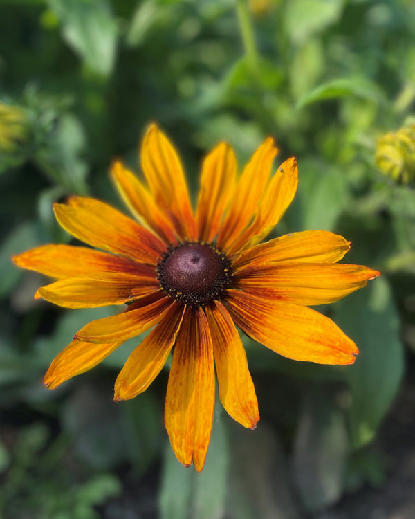 Sommarrudbeckia 'Cappuccino' - Nyhet!