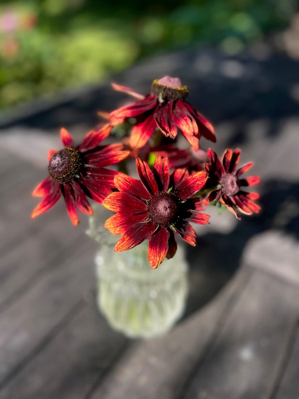 Sommarrudbeckia 'Cherry Brandy' - Nyhet!