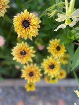 Sommarrudbeckia  ´Sahara´