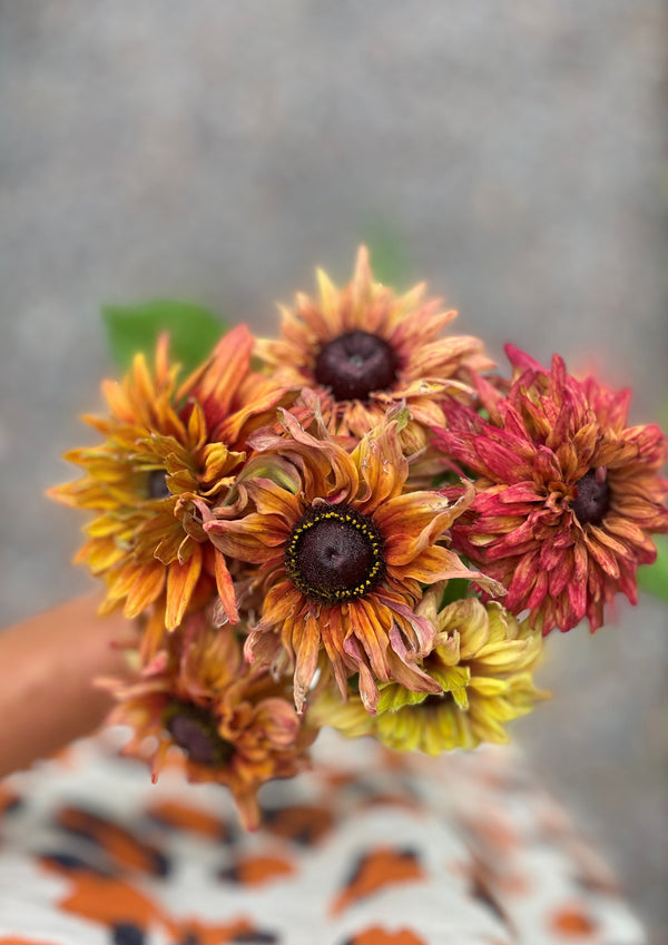 Sommarrudbeckia  ´Sahara´
