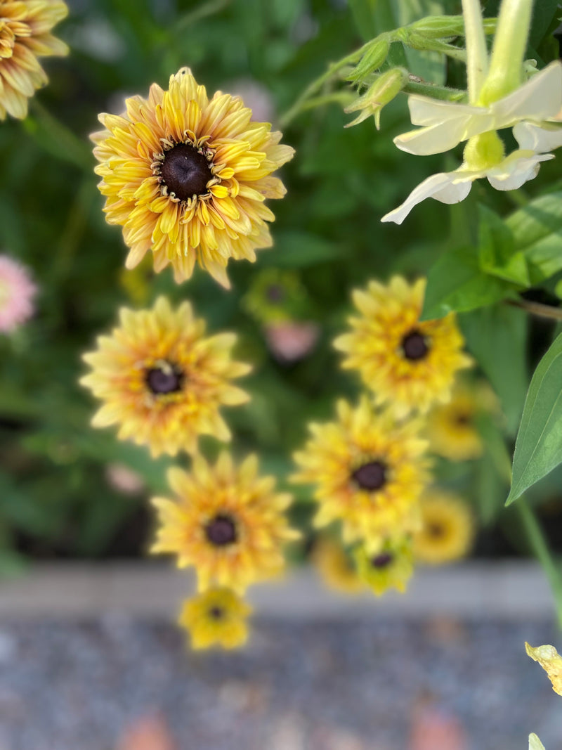 Sommarrudbeckia  ´Sahara´