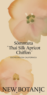 Sömntuta 'Thai Silk Apricot' - Nyhet!