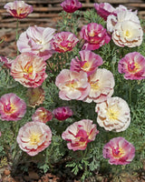 Sömntuta 'Thai Silk Appleblossom' - Nyhet!