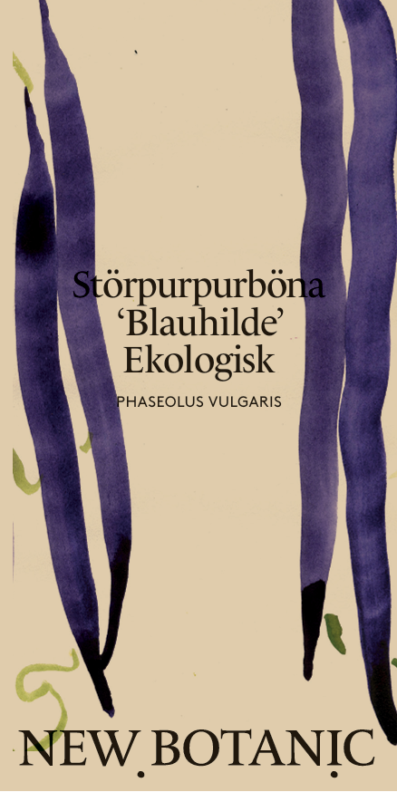 Störpurpurböna 'Blauhilde' Ekologisk - Nyhet!
