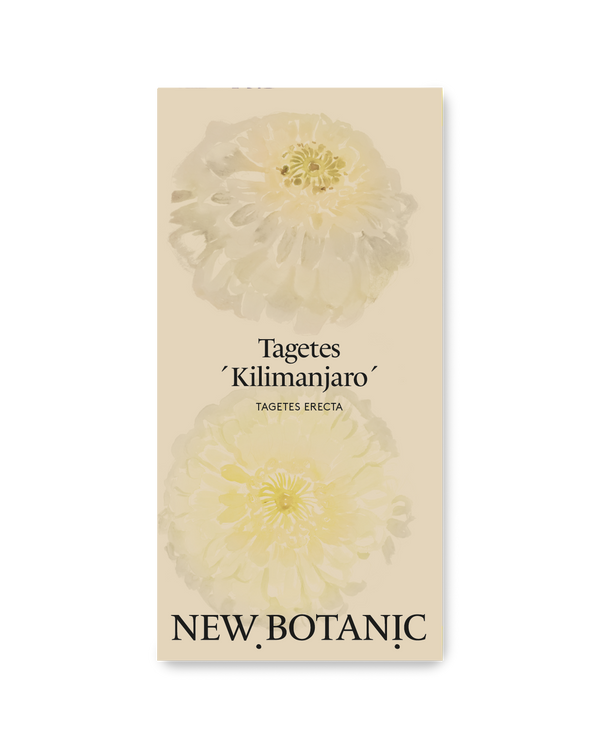 Tagetes 'Kilimanjaro'