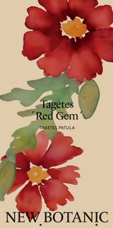 Tagetes 'Red gem' - Nyhet!