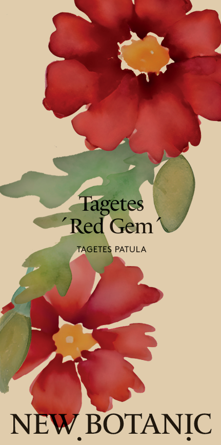 Tagetes 'Red gem' - Nyhet!