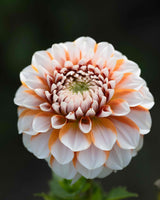 Garden Artist Collection – designad dahliarabatt